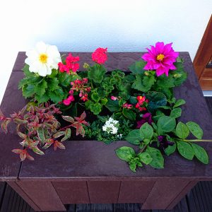 Planter Barna 10