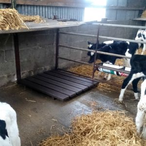 calf slats P2 1024x768