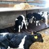calf slats P5 1024x768