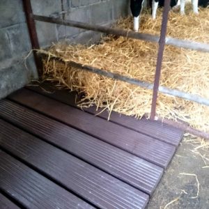 calf slats P8 1024x768