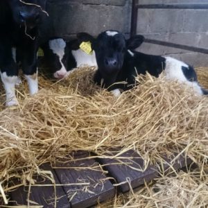 calf slats P92 1024x768