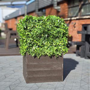 planters bansha 001